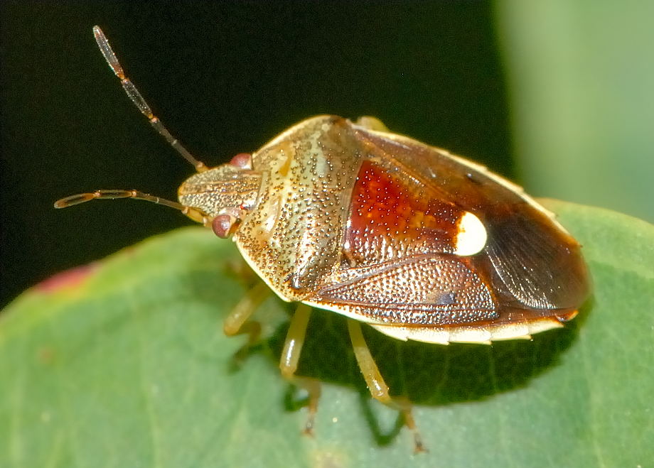 Phyllota Stink Bug - Ocirrhoe dallasi