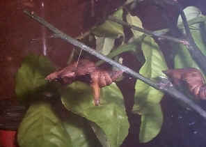 CatOutMogg.jpg (375609 bytes)