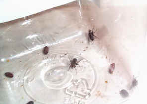 CrowParaFly2.jpg (392271 bytes)