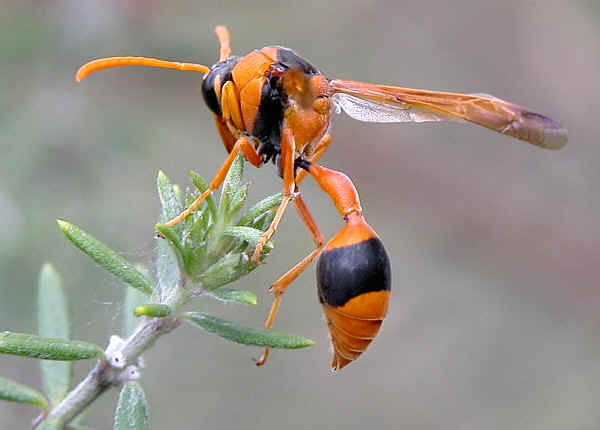 Orange Potter Wasp - Eumenes latreilli