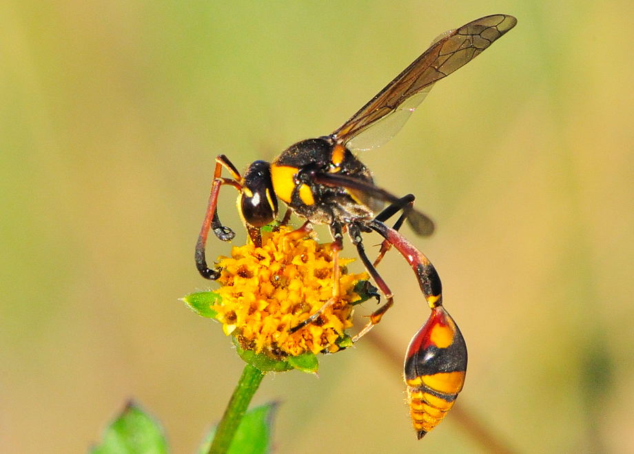 http://www.brisbaneinsects.com/brisbane_wasps/images/DSC_5723.jpg