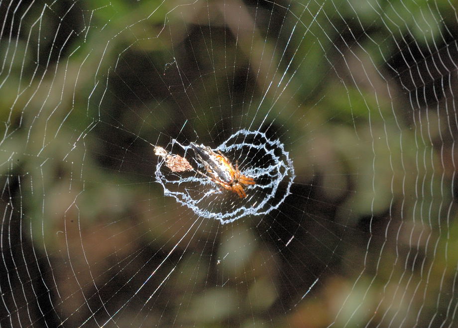 Web Building Spiders