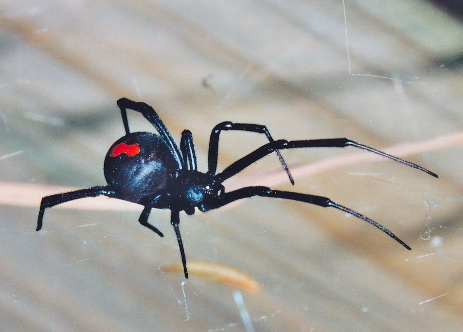 red back spider bites pictures. Red Back Spider