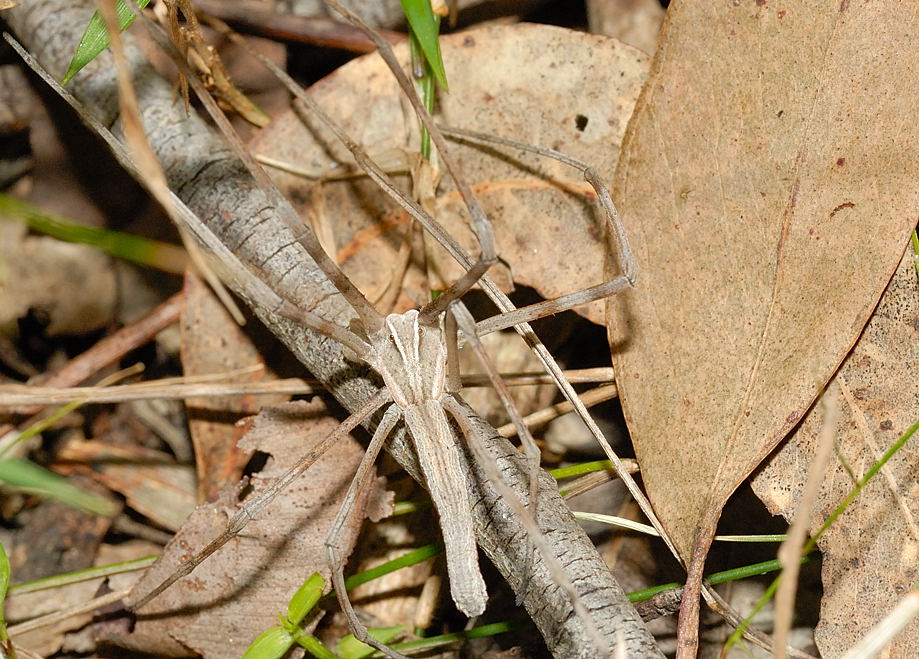 house spider bites pictures. Cellar Spider Bites.