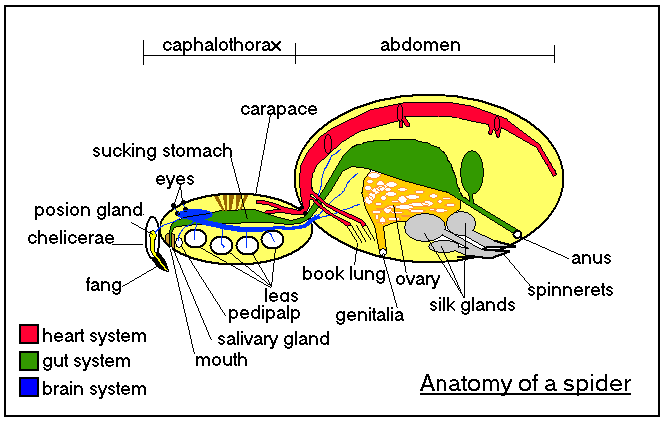 Spider Scientific Page