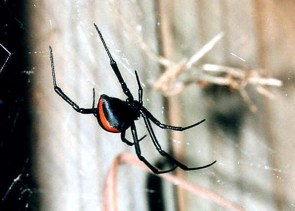 red back spider bites pictures. Red Back Spider bites can be