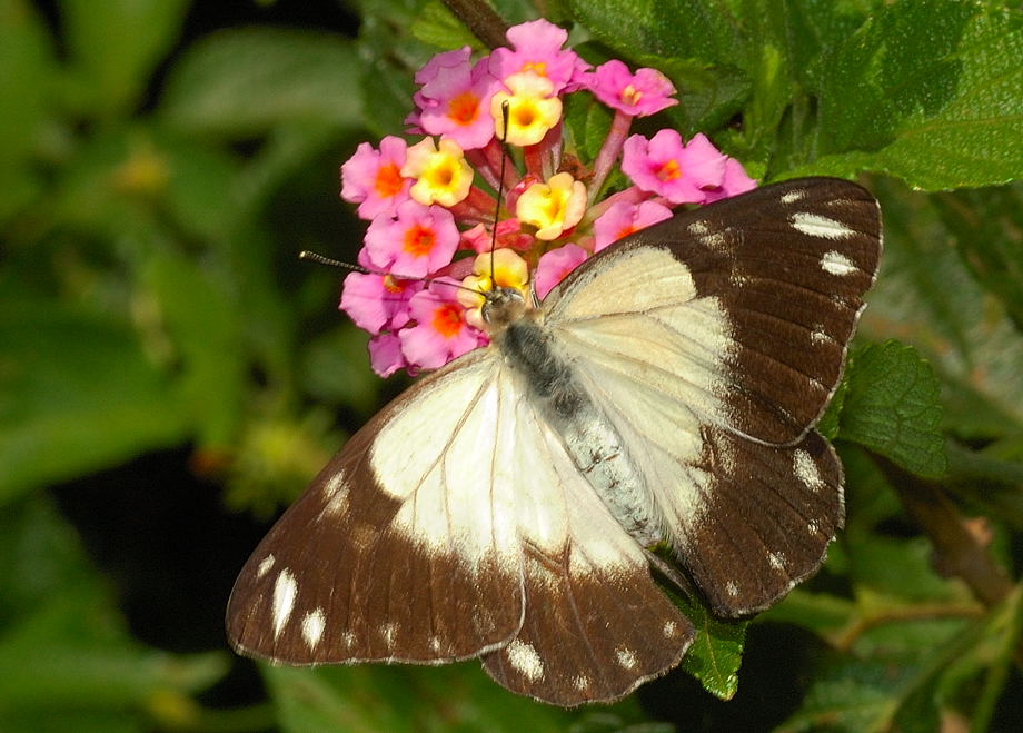 Caper White Butterfly - Belenois java (former Anaphaeis java)