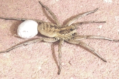 Wolf spider