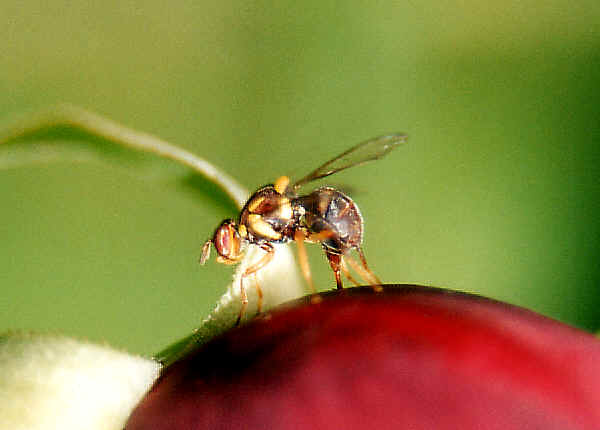 Queensland Fruit Fly - Bactrocera tryoni
