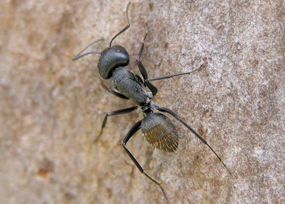 Golden Tail Ants For Sale (C. sansabeanus)