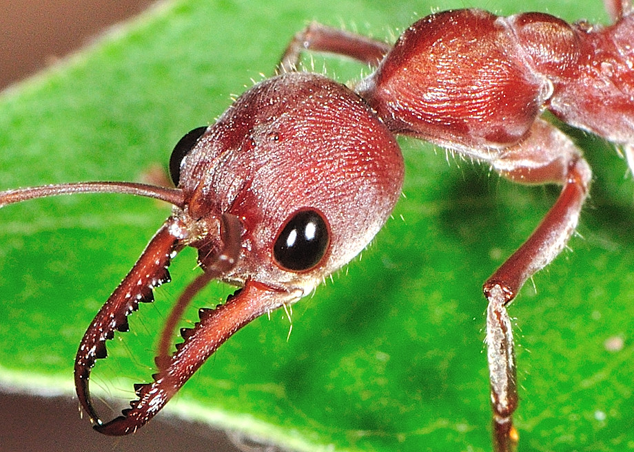 are bulldog ants the only australian ant species