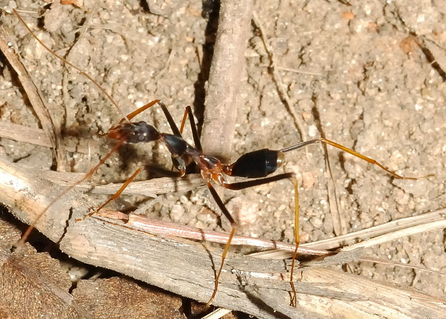 Black Spider Ant - Leptomyrmex sp.