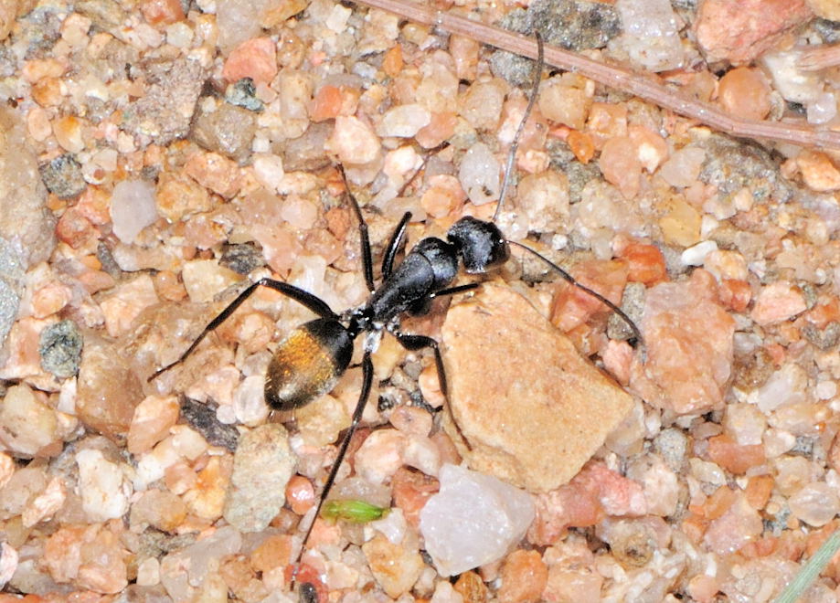 Golden Tail Ants For Sale (C. sansabeanus)