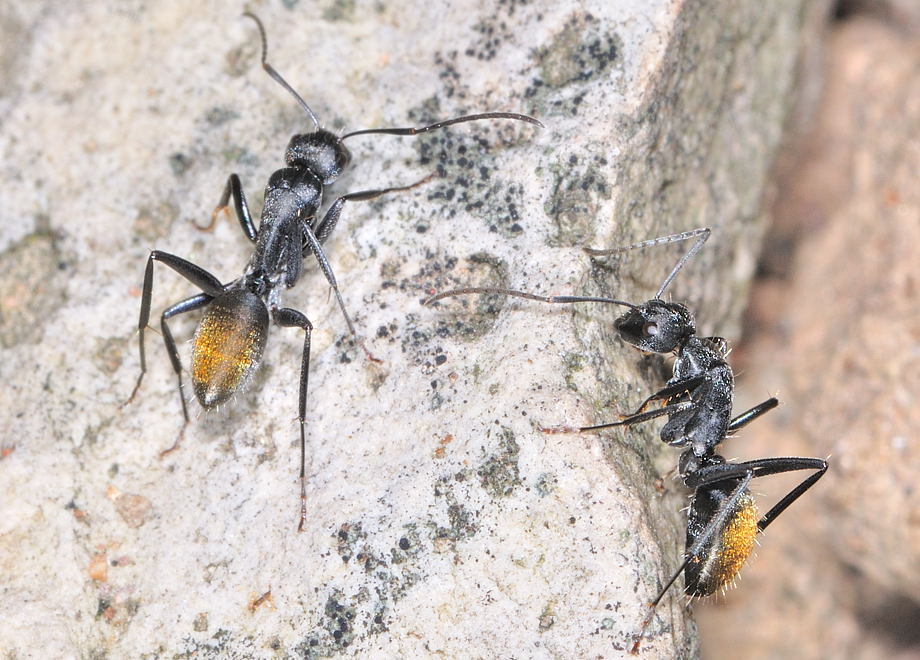 Golden Tail Ants For Sale (C. sansabeanus)
