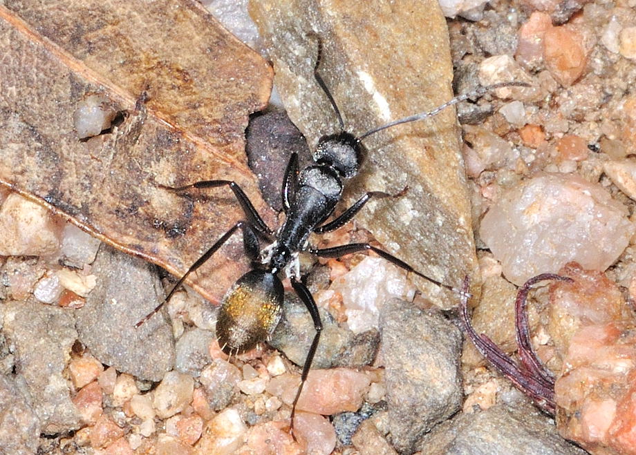 Golden Tail Ants For Sale (C. sansabeanus)