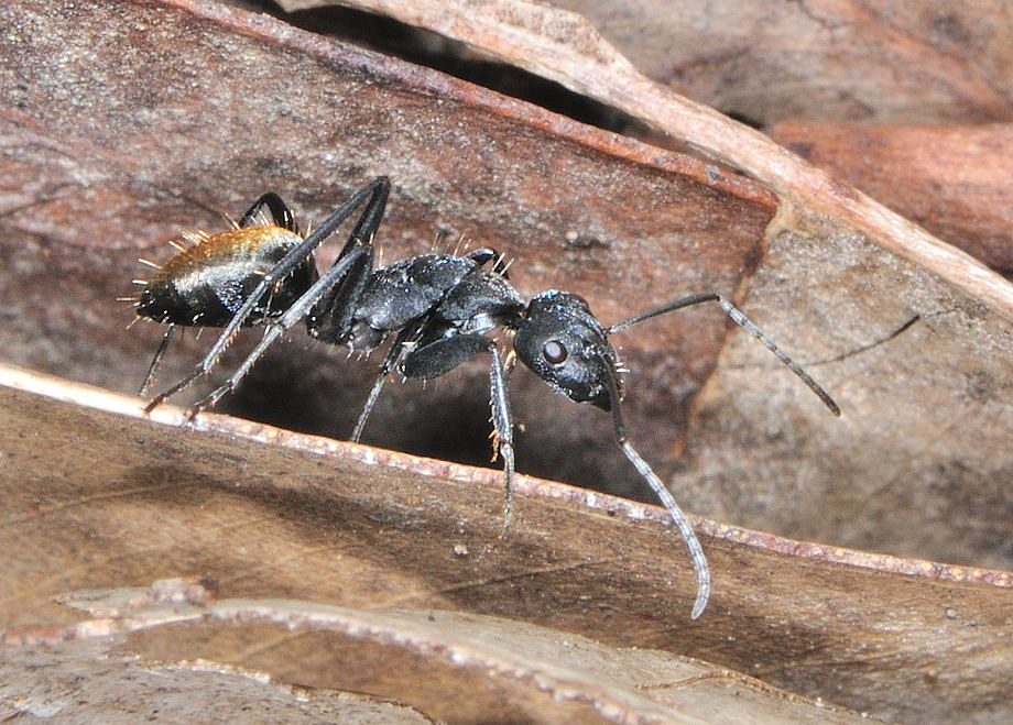 Golden Tail Ants For Sale (C. sansabeanus)