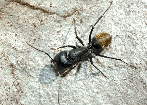 Golden Tail Ants For Sale (C. sansabeanus)