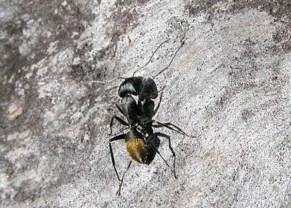 Golden Tail Ants For Sale (C. sansabeanus)