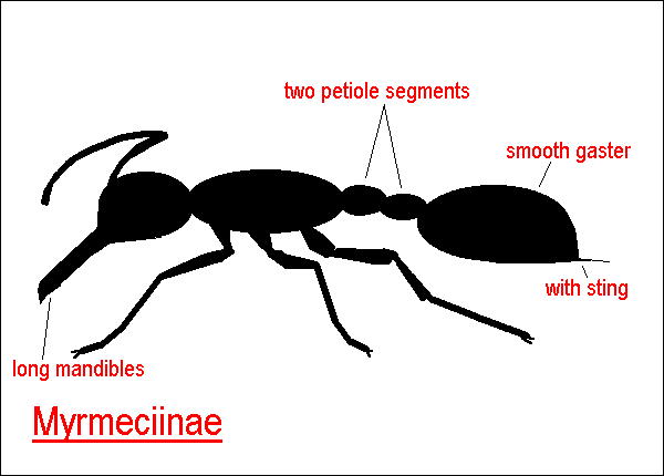 are bulldog ants the only australian ant species