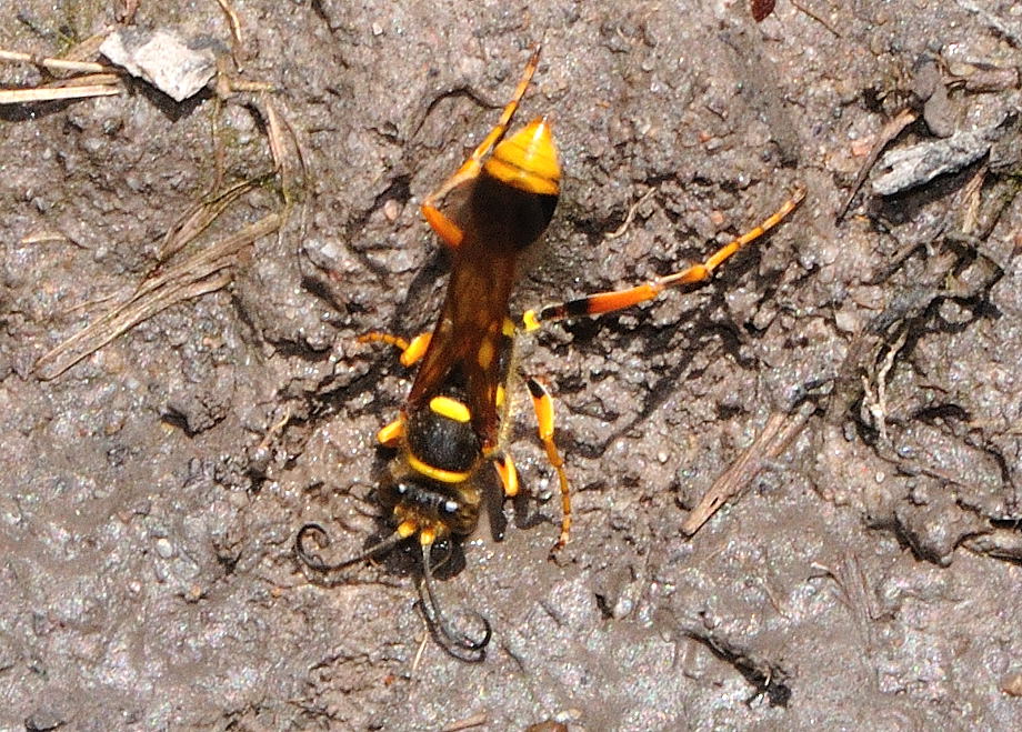 Mud Wasp – Ausemade