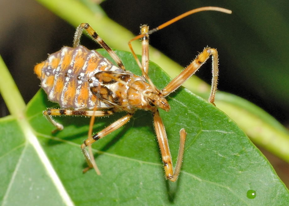 Common Backyard Bugs