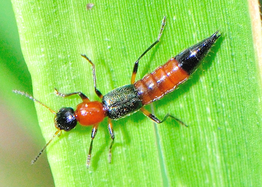 Family Staphylinidae Rove Beetles Paederus Sp Family Staphylinidae Rove Beetles Paederus Sp