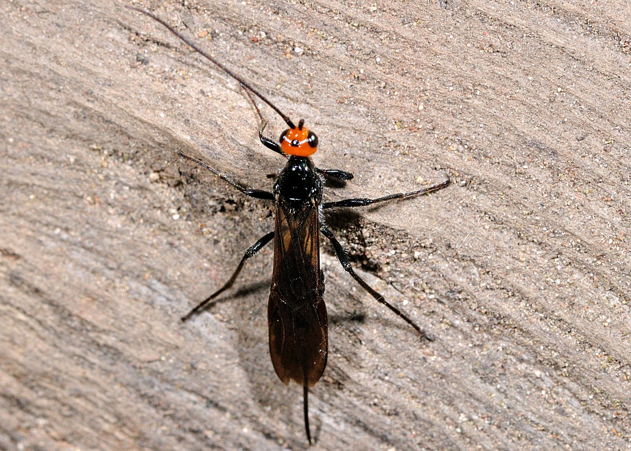 White Flank Black Braconid wasp - Callibracon capitator