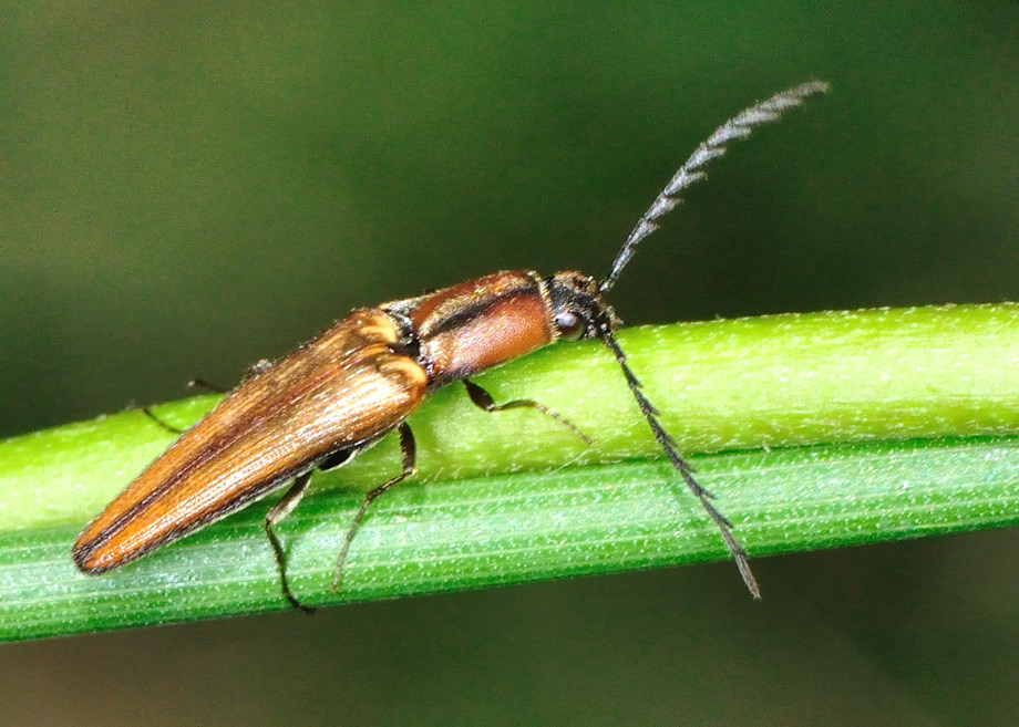 Arrowhead Click Beetle Elatichrosis Sp 