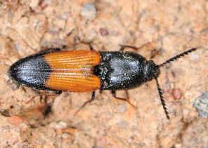 Lycid Mimicking Click Beetle