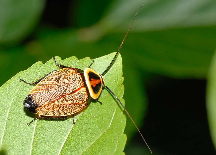 Austral Ellipsidion - Ellipsidion australe