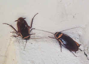 Two Cockroach2.jpg (147457 bytes)