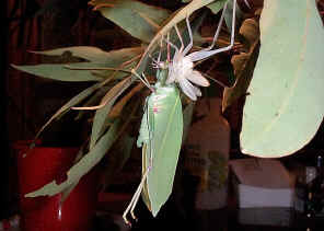 KDTLastMoulting4.jpg (191015 bytes)