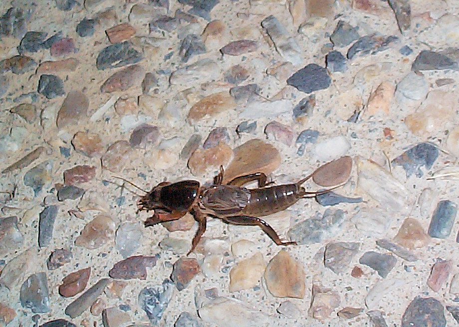 mole cricket crickets common wings brisbaneinsects brisbane