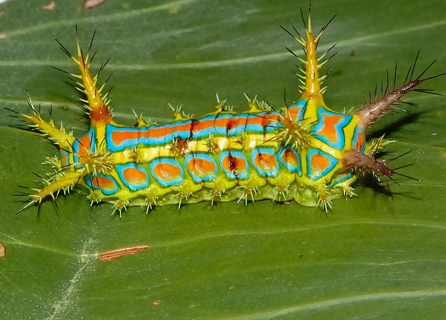 Wattle Cup caterpillar - Calcarifera ordinata