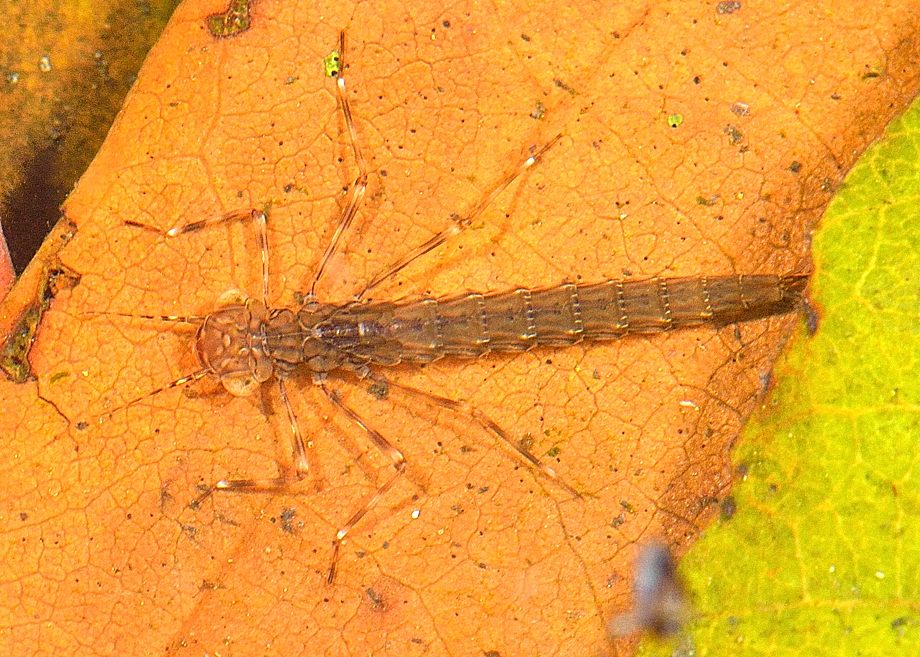 Dragonflies and Damselflies Life Cycle