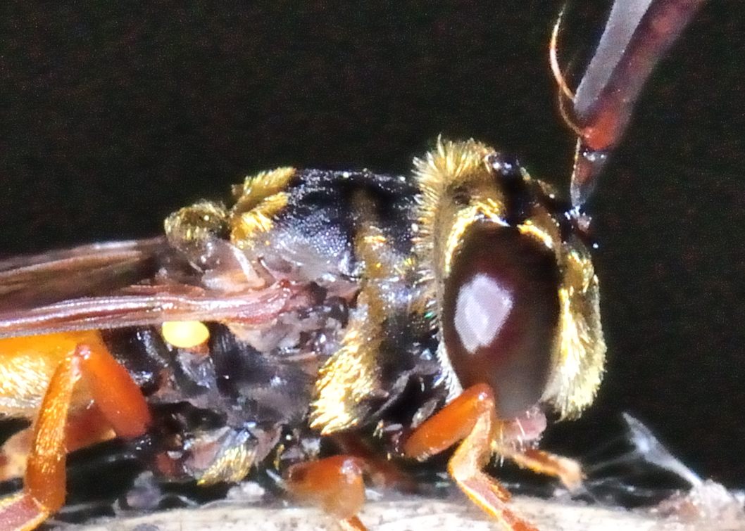 Waisted Wasp-mimic Hoverfly - Microdon variegatus