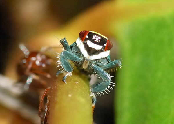 Bug Bytes: Jumping Spiders