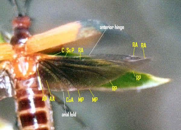Anal Bug