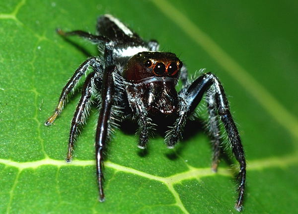 Do Jumping Spiders Bite?