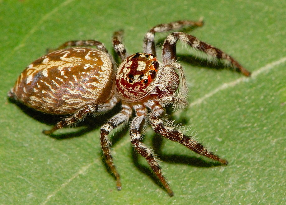 Garden Jumping Spider Opisthoncus Parcedentatus