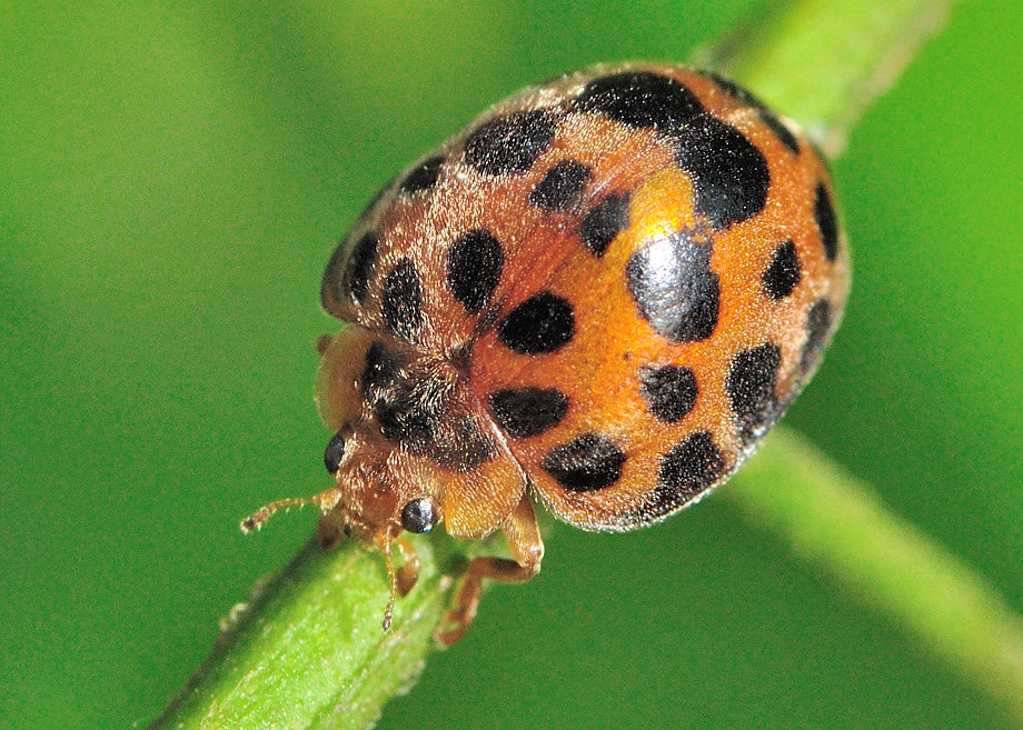 26-spotted Potato Ladybird - Epilachna vigintisexpunctata