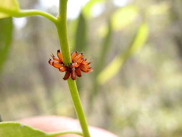 Dotted Paropsine Leaf beetle - Paropsis atomaria