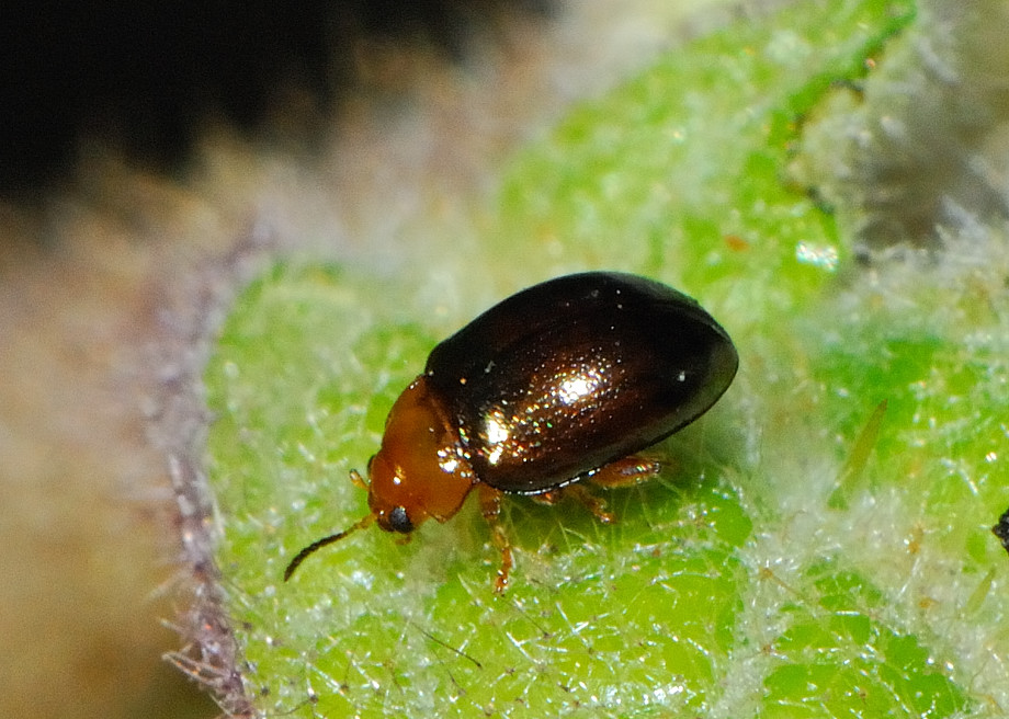 Small Blue Leaf Beetle - Nisotra breweri