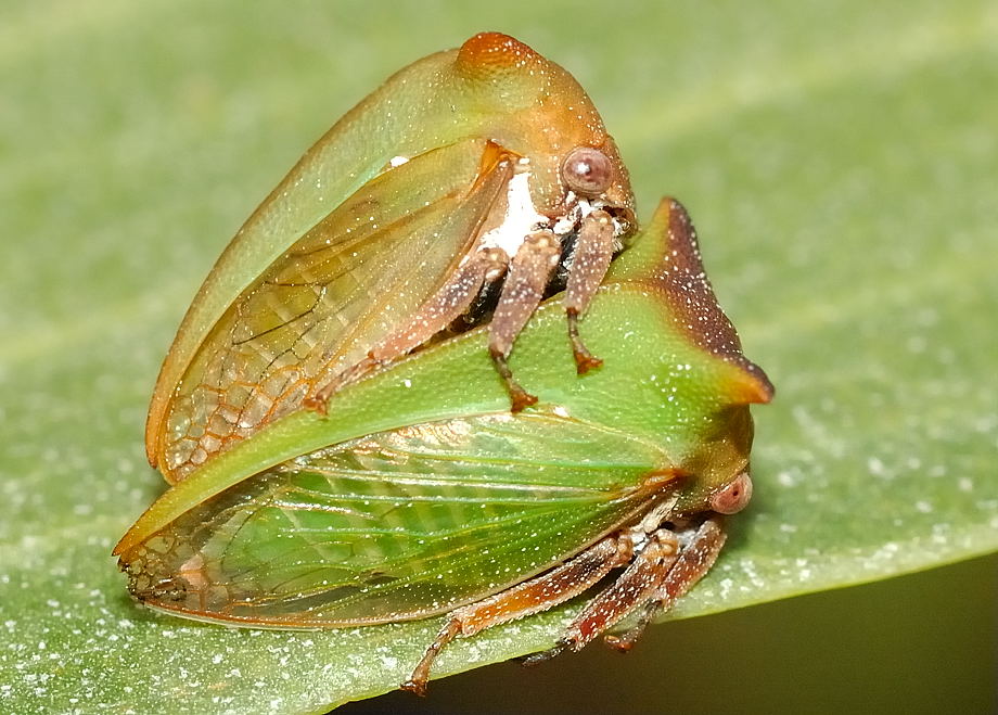 Acacia Horned Treehopper - Sextius virescens