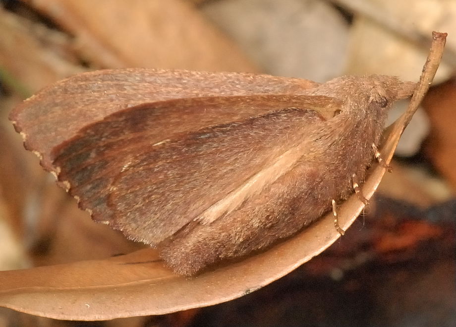 Brown Snout Moth - Entometa apicalis