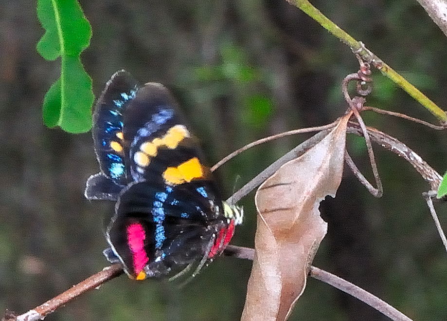 Joseph's Coat Moth - Agarista agricola