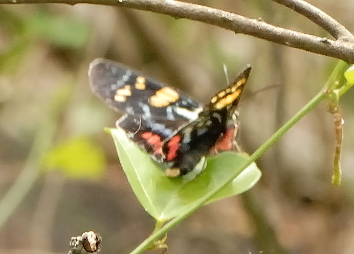 Joseph's Coat Moth - Agarista agricola