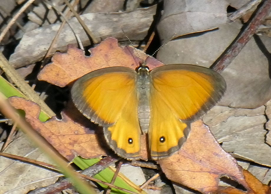 Orange Ringlet - Hypocysta adiante