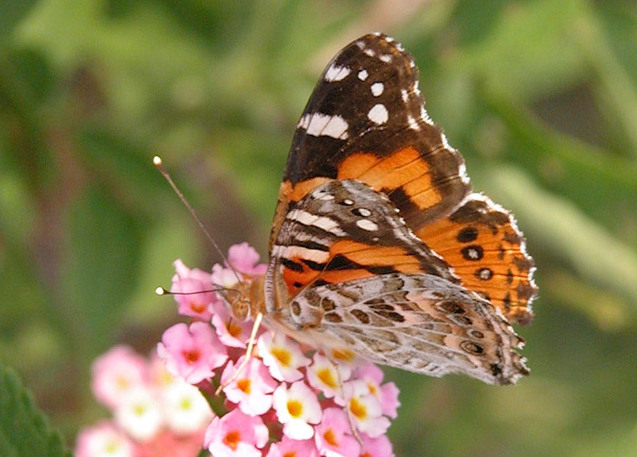 Australian Painted - Vanessa kershawi