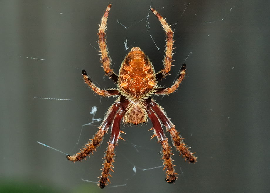 Garden Orb Web Spider Eriophora Transmarina Araneus Transmarina
